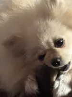 Waffle, a male Pomeranian for sale in Cobb, CA – 1 of 7