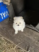 Waffle, a male Pomeranian for sale in Cobb, CA – 5 of 7