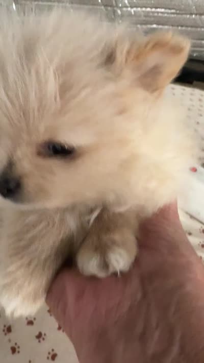 Waffle, a male Pomeranian for sale in Cobb, CA – 7 of 7