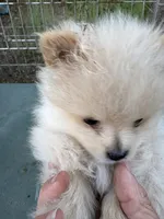 Waffle, a male Pomeranian for sale in Cobb, CA – 3 of 7