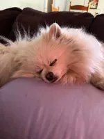 Waffle, a male Pomeranian for sale in Cobb, CA – 4 of 7