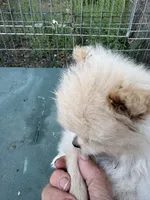 Waffle, a male Pomeranian for sale in Cobb, CA – 2 of 7