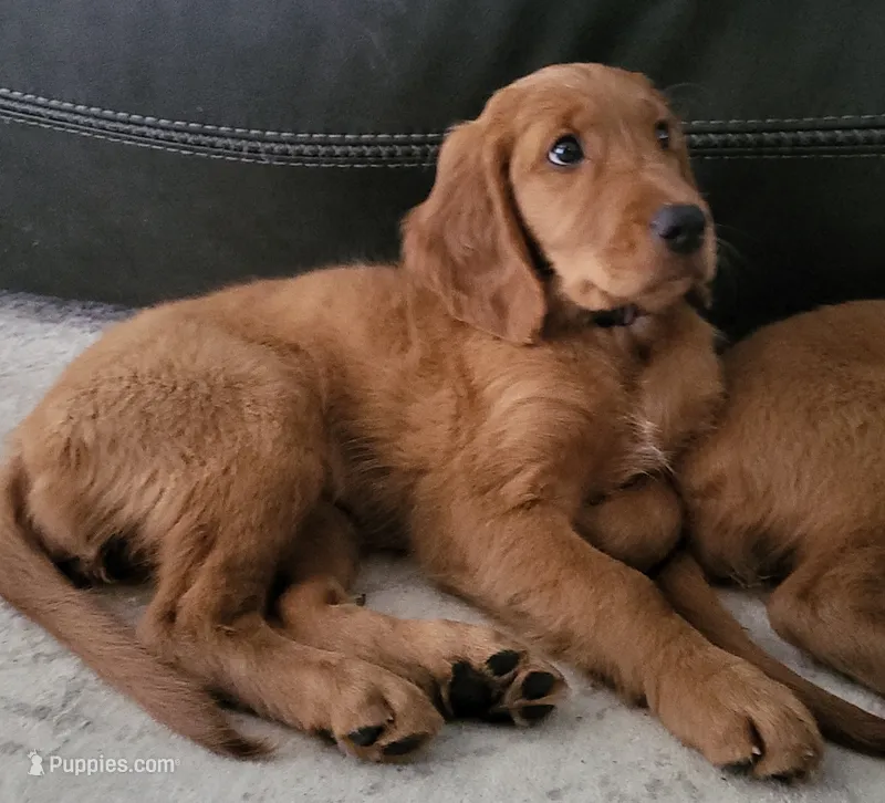 Mia – Golden Retriever, Irish Doodle puppy for sale in Strongsville, OH