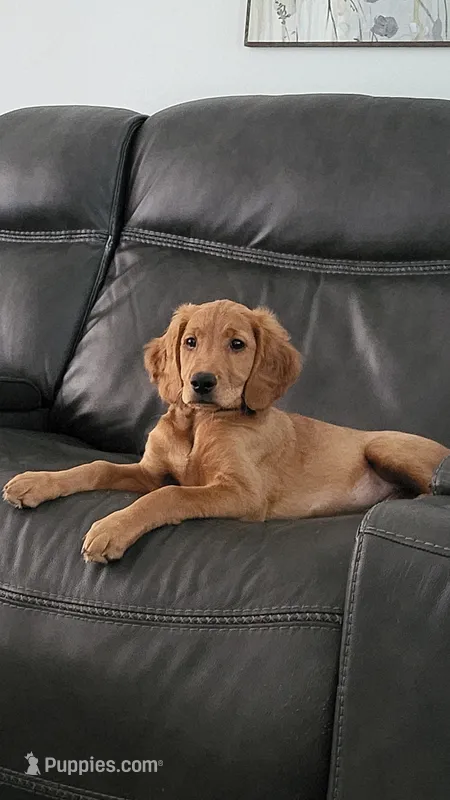 Daisy – Golden Retriever, Irish Doodle puppy for sale in Strongsville, OH