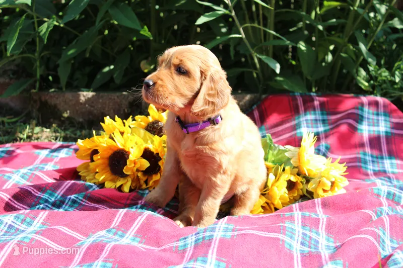 Mia – Golden Retriever, Irish Doodle puppy for sale in Strongsville, OH