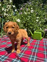 Daisy, a female Golden Retriever and Irish Doodle for sale in Strongsville, OH – 7 of 8