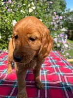 Mia, a female Goldendoodle and Irish Setter for sale in Strongsville, OH – 4 of 6