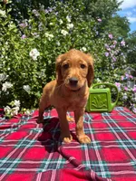 Daisy, a female Golden Retriever and Irish Doodle for sale in Strongsville, OH – 3 of 8