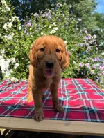 Mia, a female Goldendoodle and Irish Setter for sale in Strongsville, OH – 5 of 6