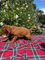 Rory, a male Golden Retriever and Irish Doodle for sale in Strongsville, OH – 3 of 5