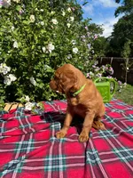 Lily, a female Golden Retriever and Irish Doodle for sale in Strongsville, OH – 4 of 4