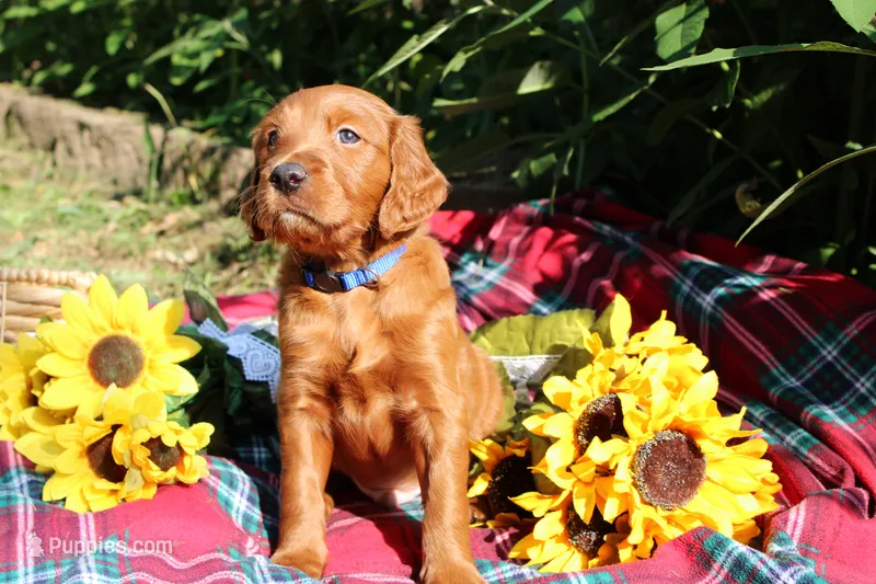 Rory – Golden Retriever, Irish Doodle puppy for sale in Strongsville, OH