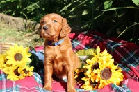 Rory, a male Golden Retriever and Irish Doodle for sale in Strongsville, OH – 1 of 5