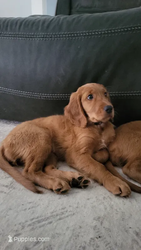 Mia – Goldendoodle, Irish Setter puppy for sale in Strongsville, OH