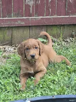 Summer, a female Golden Retriever and Irish Doodle for sale in Strongsville, OH – 6 of 7