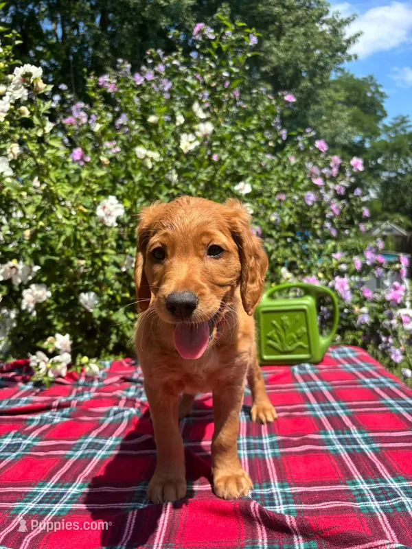 Daisy – Goldendoodle, Irish Setter puppy for sale in Strongsville, OH