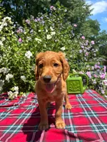Daisy, a female Golden Retriever and Irish Doodle for sale in Strongsville, OH – 4 of 8
