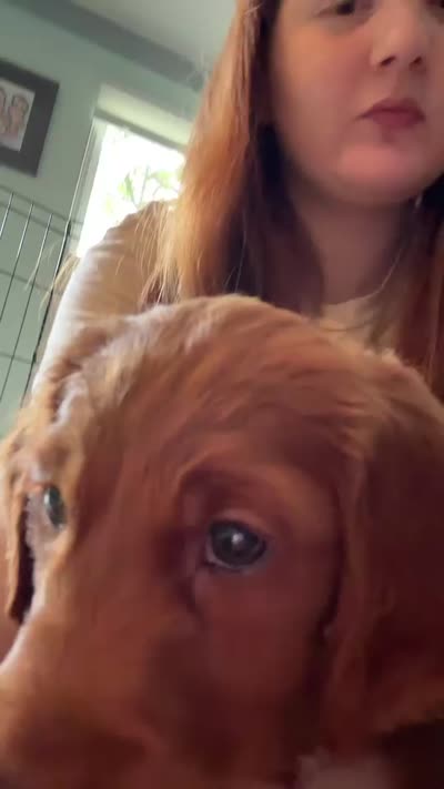 Summer, a female Goldendoodle for sale in Strongsville, OH – 8 of 8