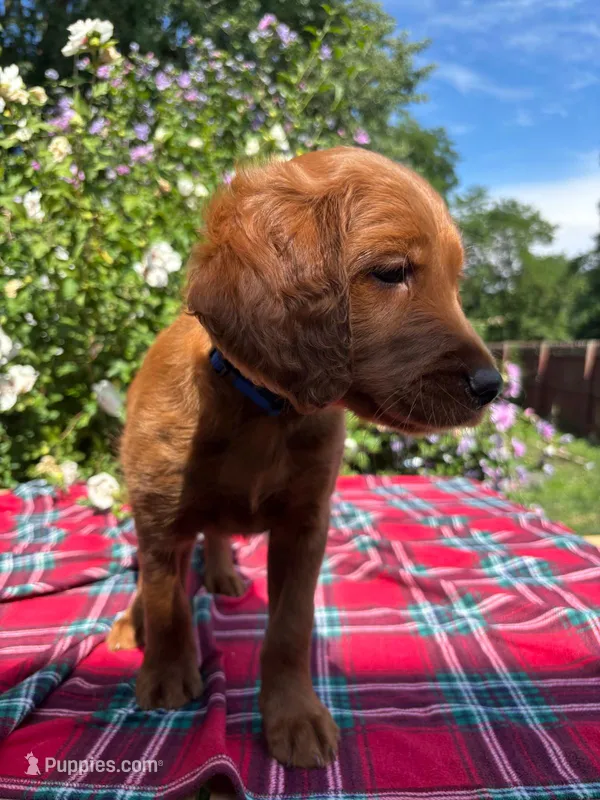 Rory – Golden Retriever, Irish Doodle puppy for sale in Strongsville, OH