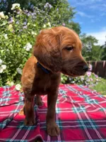 Rory, a male Goldendoodle and Irish Setter for sale in Strongsville, OH – 1 of 9