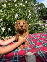 Posey, a female Golden Retriever and Irish Doodle for sale in Strongsville, OH – 2 of 4