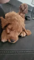 Posey, a female Goldendoodle and Irish Setter for sale in Strongsville, OH – 8 of 10