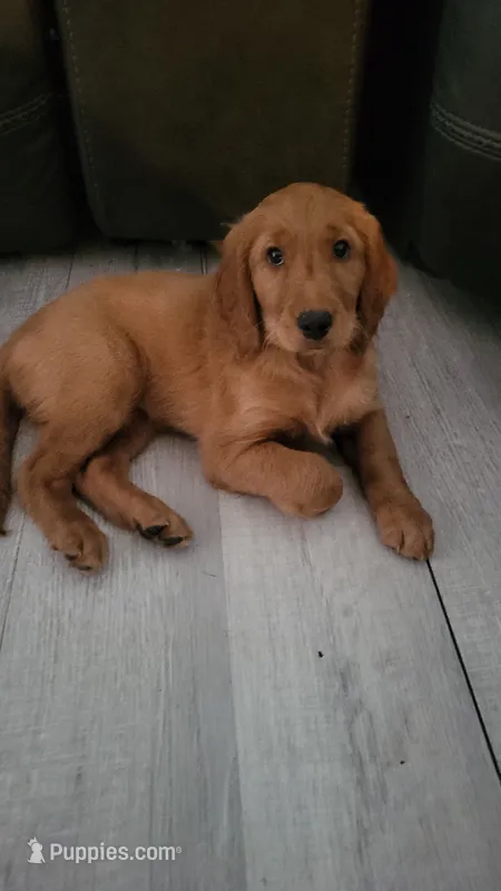 Mia – Golden Retriever, Irish Doodle puppy for sale in Strongsville, OH