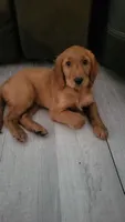 Mia, a female Goldendoodle and Irish Setter for sale in Strongsville, OH – 1 of 6
