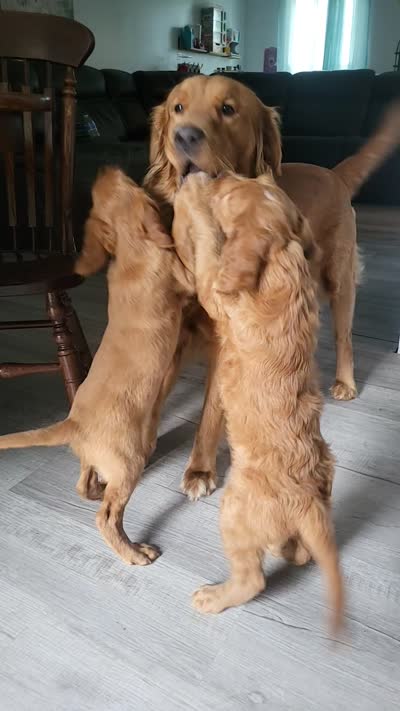 Posey, a female Goldendoodle and Irish Setter for sale in Strongsville, OH – 10 of 10