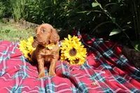 Summer, a female Golden Retriever and Irish Doodle for sale in Strongsville, OH – 1 of 7