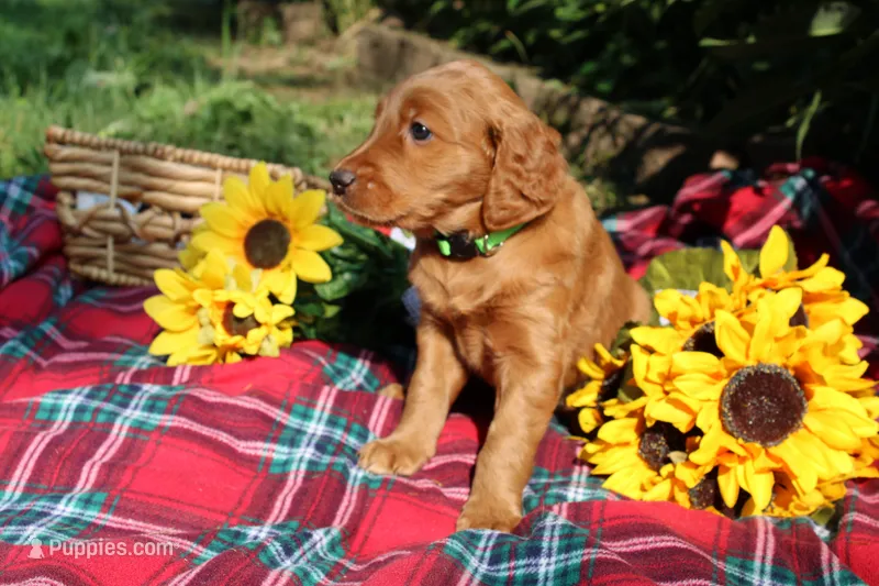 Lily – Golden Retriever, Irish Doodle puppy for sale in Strongsville, OH