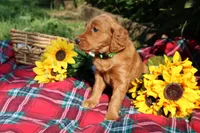 Lily, a female Golden Retriever and Irish Doodle for sale in Strongsville, OH – 1 of 4