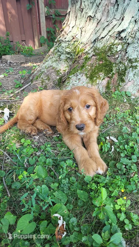 Posey – Golden Retriever, Irish Doodle puppy for sale in Strongsville, OH