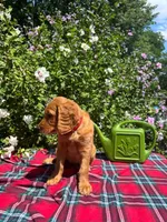 Daisy, a female Golden Retriever and Irish Doodle for sale in Strongsville, OH – 5 of 8
