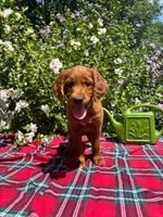 Summer, a female Golden Retriever and Irish Doodle for sale in Strongsville, OH – 5 of 7