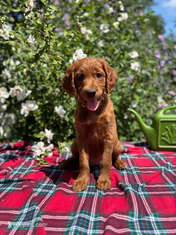 Summer – Golden Retriever, Irish Doodle puppy for sale in Strongsville, OH