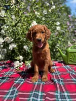 Summer, a female Golden Retriever and Irish Doodle for sale in Strongsville, OH – 4 of 7