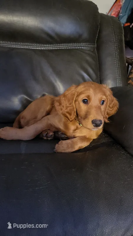 Lily – Golden Retriever, Irish Doodle puppy for sale in Strongsville, OH