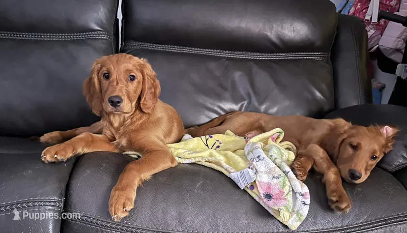 Mia – Golden Retriever, Irish Doodle puppy for sale in Strongsville, OH