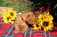 Daisy, a female Golden Retriever and Irish Doodle for sale in Strongsville, OH – 1 of 8