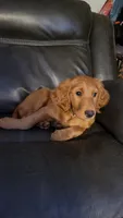 Lily, a female Goldendoodle and Irish Setter for sale in Strongsville, OH – 6 of 6