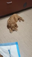 Posey, a female Golden Retriever and Irish Doodle for sale in Strongsville, OH – 4 of 4