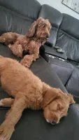 Posey, a female Goldendoodle and Irish Setter for sale in Strongsville, OH – 4 of 10
