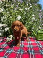 Summer, a female Golden Retriever and Irish Doodle for sale in Strongsville, OH – 2 of 7