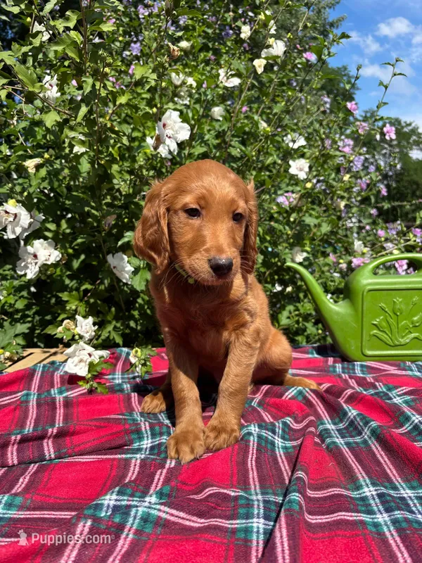 Lily – Golden Retriever, Irish Doodle puppy for sale in Strongsville, OH