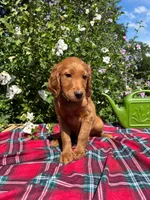 Lily, a female Golden Retriever and Irish Doodle for sale in Strongsville, OH – 2 of 4
