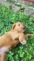 Posey, a female Goldendoodle and Irish Setter for sale in Strongsville, OH – 2 of 10