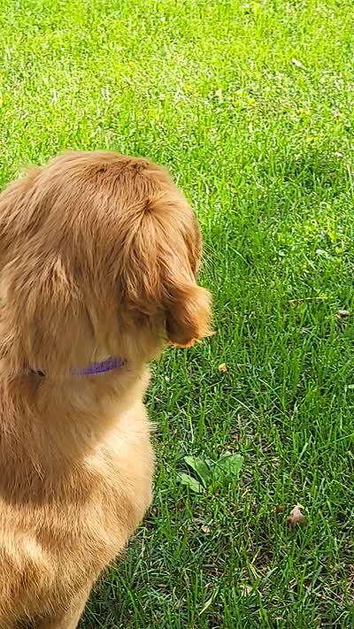 Mia, a female Goldendoodle and Irish Setter for sale in Strongsville, OH – 2 of 6