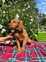 Lily, a female Golden Retriever and Irish Doodle for sale in Strongsville, OH – 3 of 4