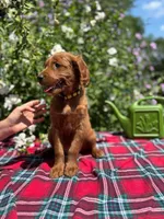 Summer, a female Golden Retriever and Irish Doodle for sale in Strongsville, OH – 3 of 7